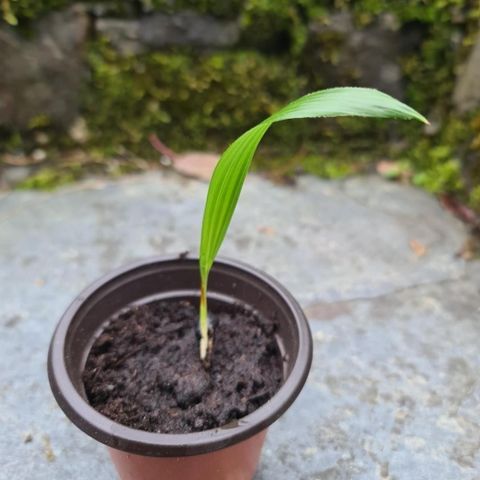 Trachycarpus Wagnerianus. Kuldeherdige palmer. Frøplanter.