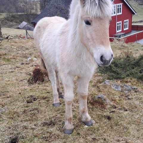 Fjordhest