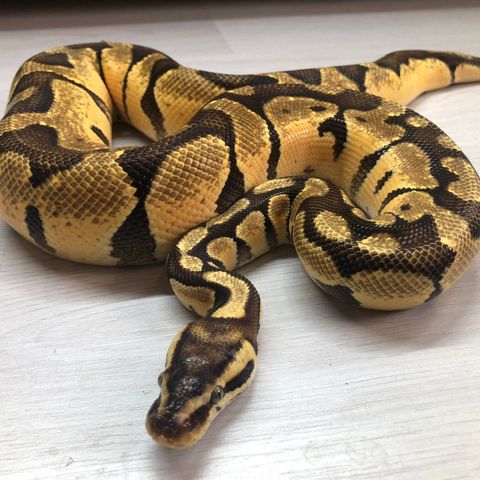 Kongepyton 1.0 Enchi Pastel 2021