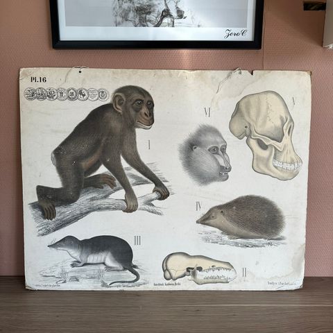 Vintage ape plakat