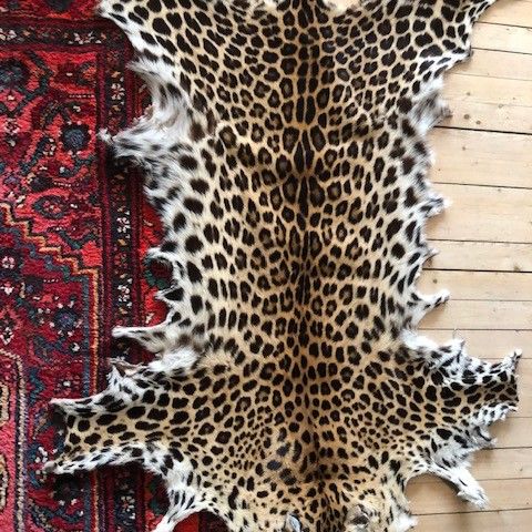 Leopard skinn