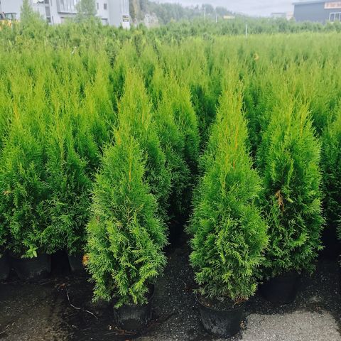 Thuja Smaragd - hekk tuja fra 39kr