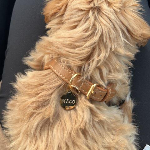 Eksklusiv sele fra perro collection, caramel harness xs