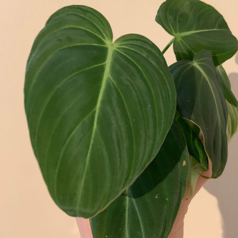 Philodendron Glorious Planter