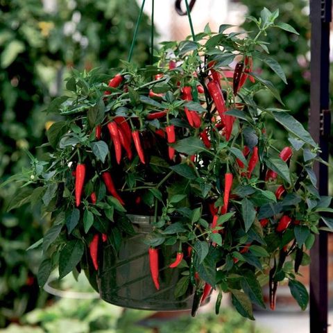 'Cayennetta' Fransk Guyana Chilipepper