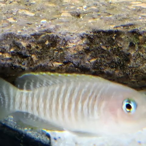 Tanganyika - Neolamprologus multifasciatus