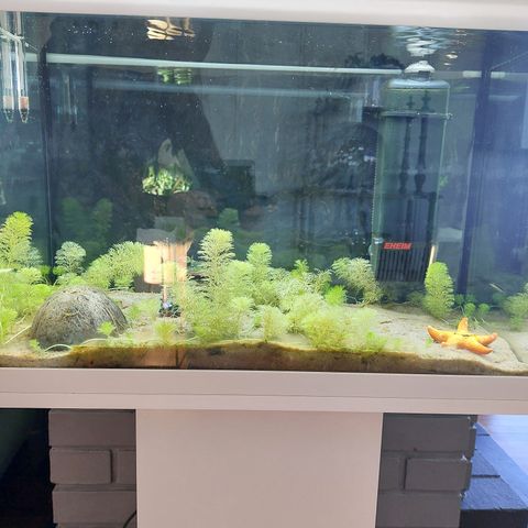 Akvarium 60 liter med pumpe, 3 fisker og div