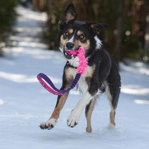 Border collie to år