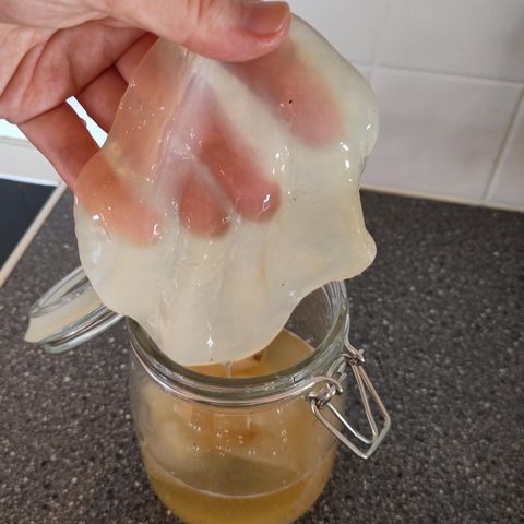 Scoby