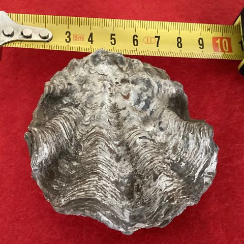 Meget Flott Gammelt Antikk Musling Fossil med innmat