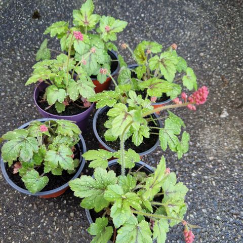 Heucherella pink revolution