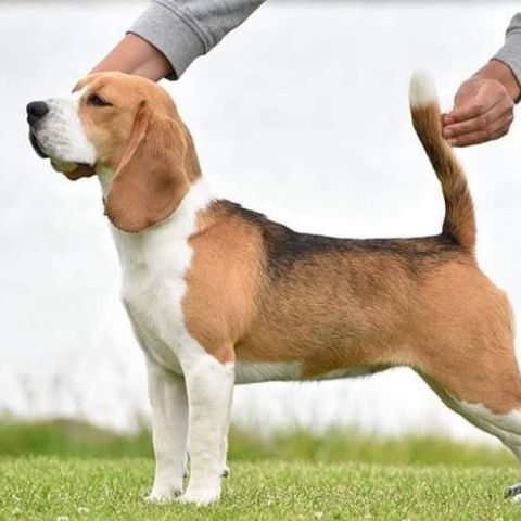 Beaglevalper selges fra høyt meriterte foreldre