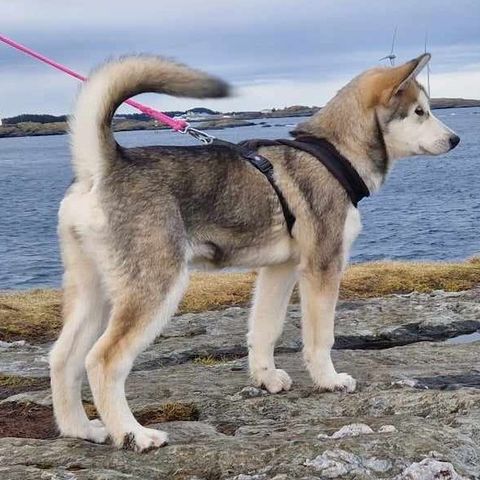 Alaskan Malamute valp til salgs