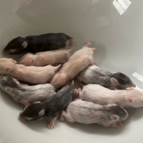 Hamsteroppdrett har fått kull med syrisk hamster unger
