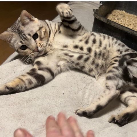 Bengalkatt