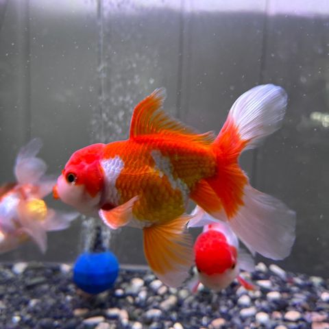 Goldfish / Slørhaler - www.akvariummester.com