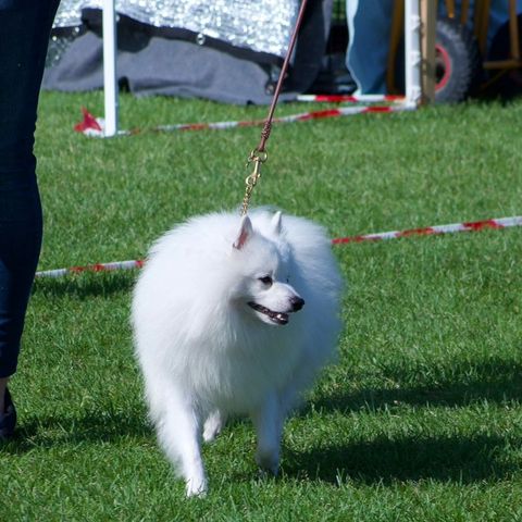 Volpino italiano - Fôrvert - hannhund