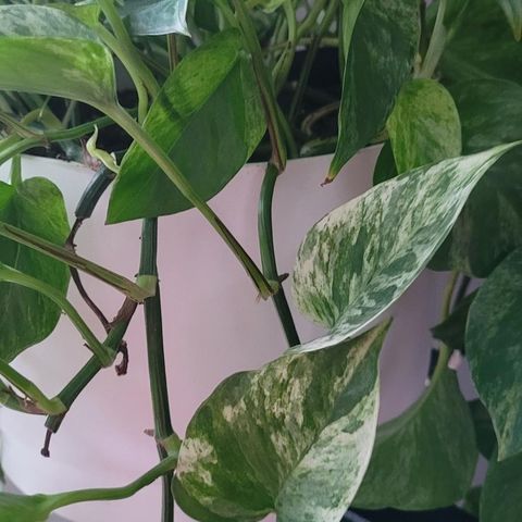 Urotede stiklinger.  Marble queen pothos.