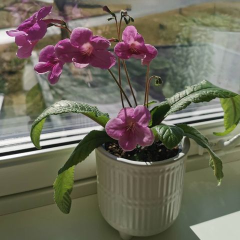 Streptocarpus