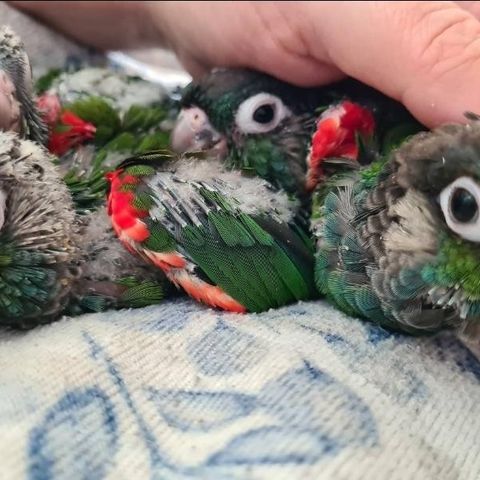 Små papegøyunger 🦜 : blåkinnede conure og mix mellom blåkinned og grønnkinned