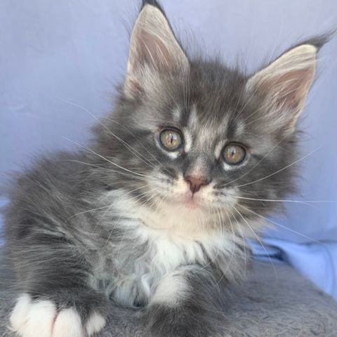 Maine coon (NRR)