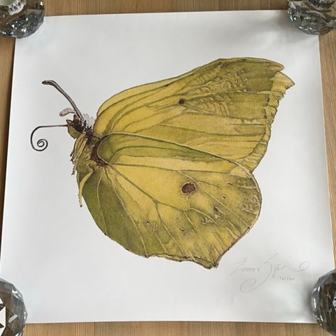 Emma Sjödin kunsttrykk «Sitronsommerfugl»
