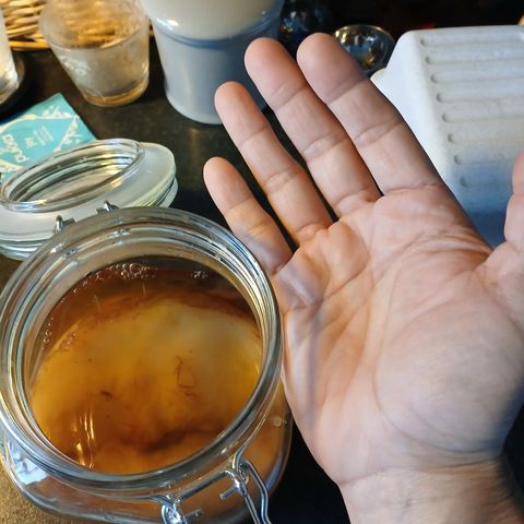 Kombucha scoby og starter selges