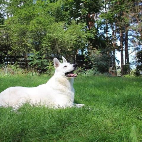 Hvit gjeterhund / White Swiss Shepherd