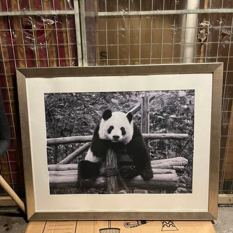 Panda fotografi