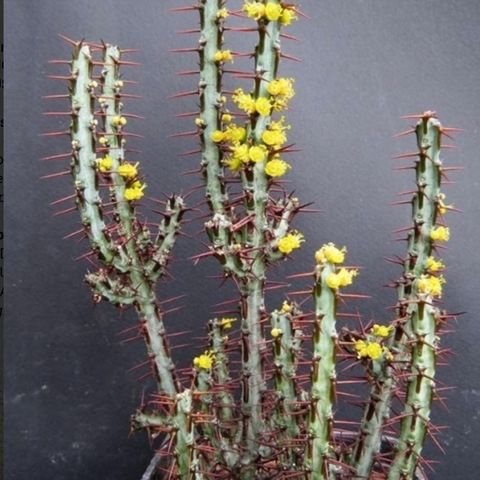 Euphorbia Succulent /" Katus"
