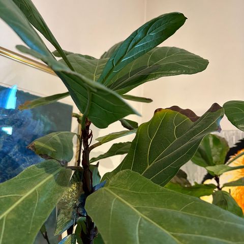 Fiolin fiken - Ficus, grønn plante