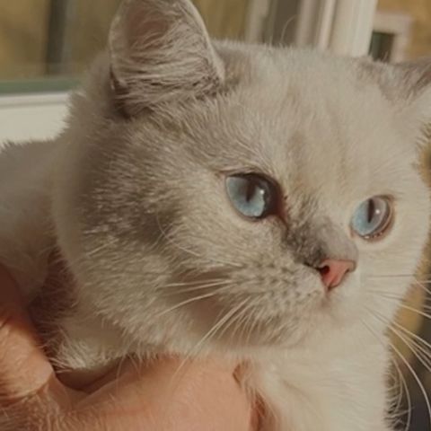 Nydeligste -Blue Point Shaded Britisk Katt.