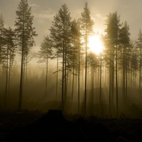 "Trollsk skog" fra Veggbilder.no
