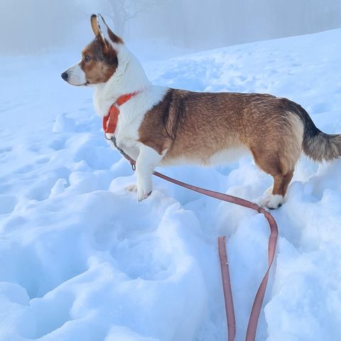 Avlaster til Corgitispe