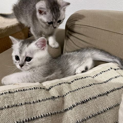 Nydelige kattunge søker etter et nytt hjem