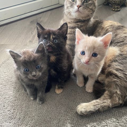 4 nydelige kattunger selges!🥰