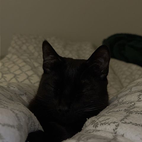 Søt liten svart katt