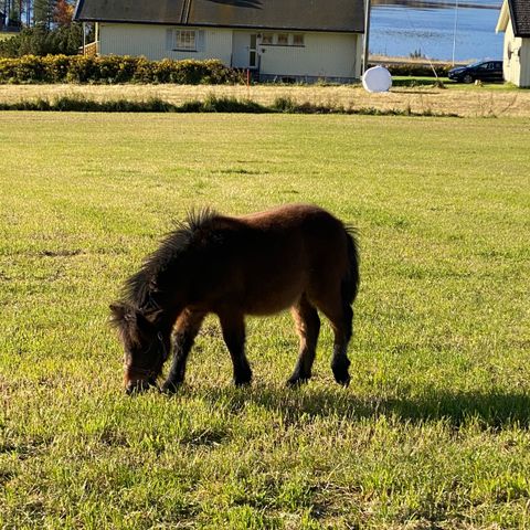 shetlandsponni