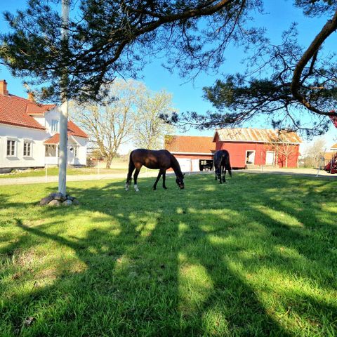 Gratis stallplass mot hjelp (+mulighet for leie av bolig)