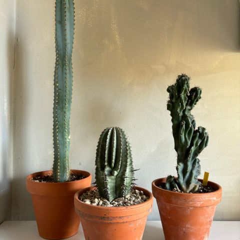Kaktus, Caudex, ,Adenium,  planter