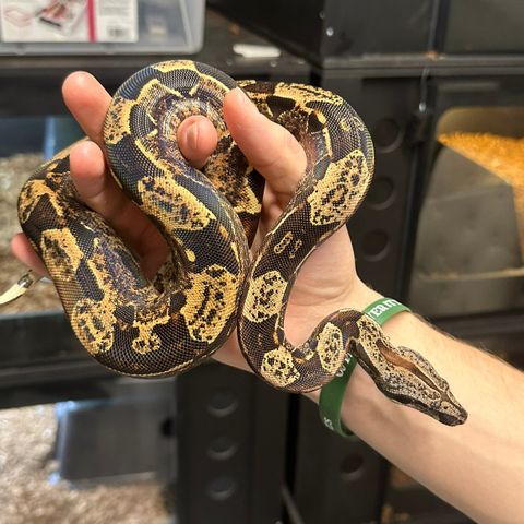 Hypo IMG jente het albino 50% het anery