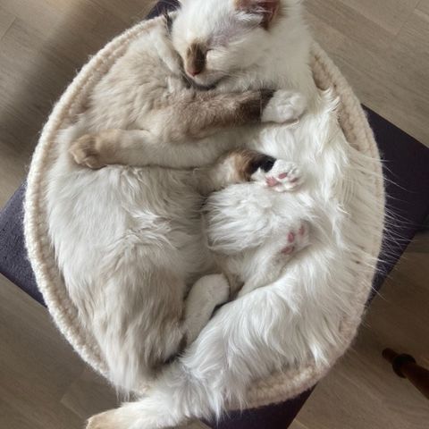 Tinka kattesengen - populær håndlaget seng som kattene elsker