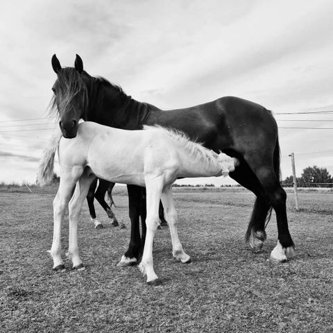 Welsh Cob sec.D