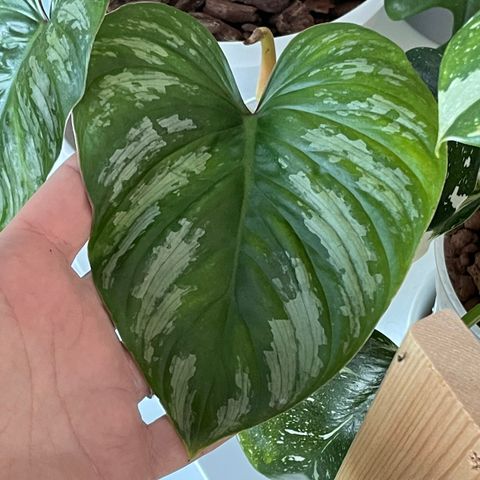 Philodendron Mamei stikling