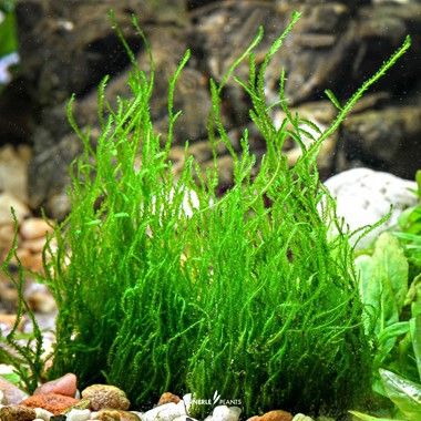 Java Moss Flame