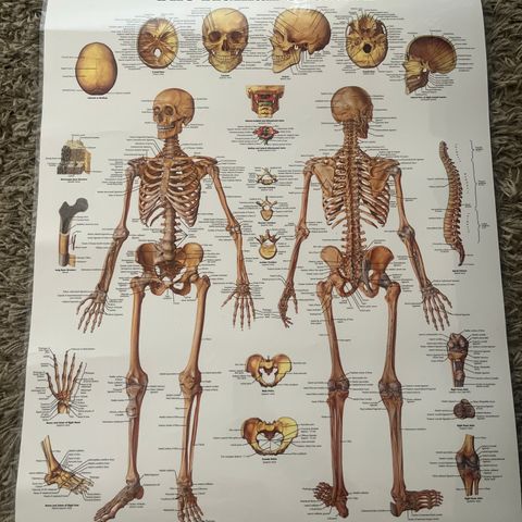 The Human Skeleton - plakat