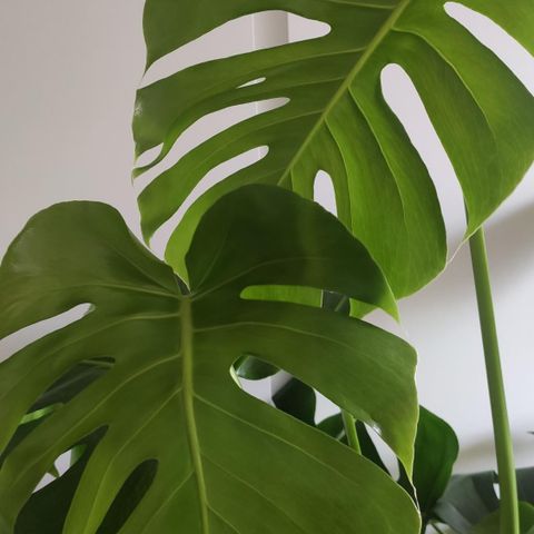 Stor Monstera Plante