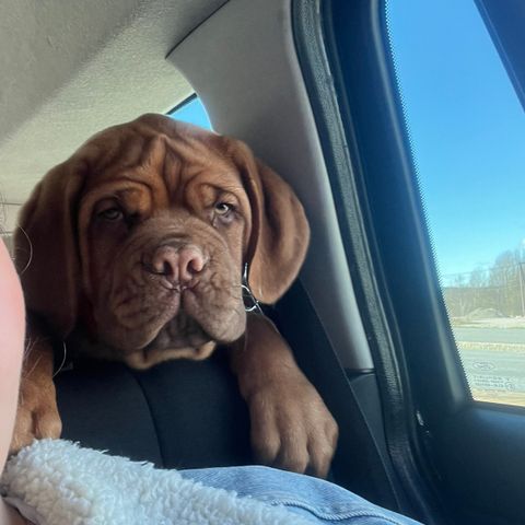 Dogue de Bordeaux