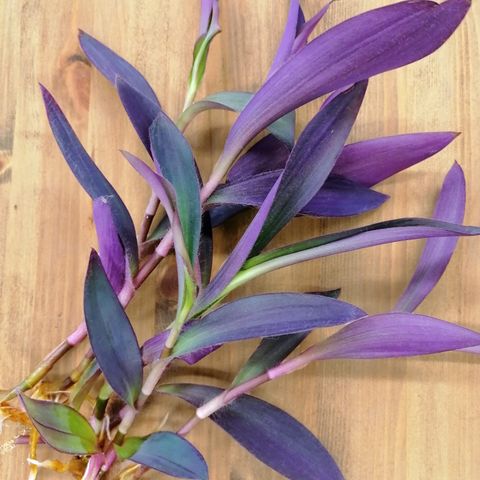 Tradescantia Pallida Purple Heart stiklinger selges