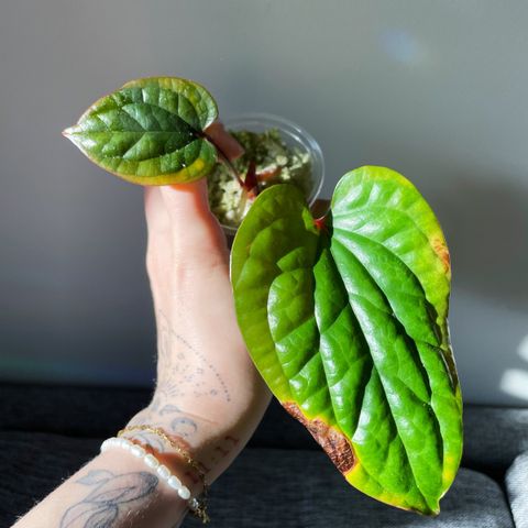 Anthurium Radicans x Luxurians